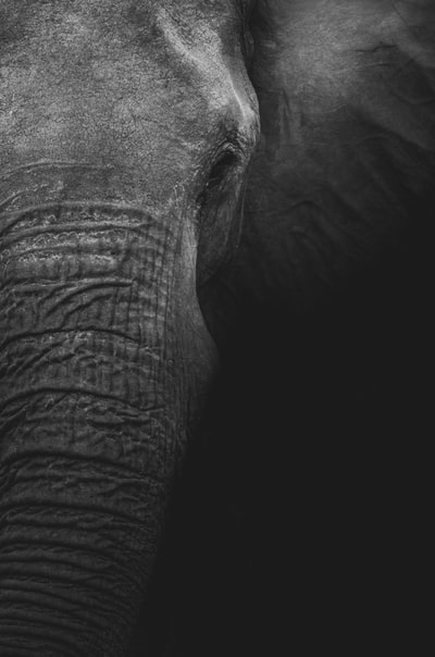 大象的灰度摄影

